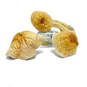 African Kobe Magic Mushrooms for sale