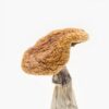 Buy Golden Teacher Mushroom Online